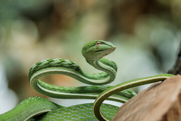 green snake on a tree