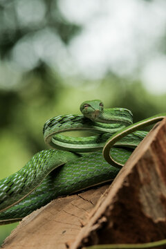 green snake