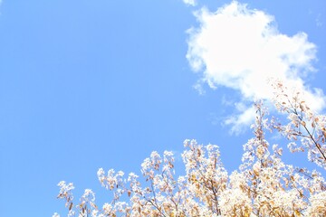 Close-up of cherry blossom in full bloom. Cherry flowers in spring. Cherry tree branch in garden. Japanese sakura. Springtime concept. Spring flowering of fruit trees. Delicate white flowers