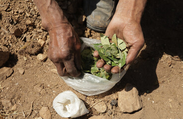 Photos of hands showing coca leaves in the Andes of Peru. Concept of traditions, culture and food.