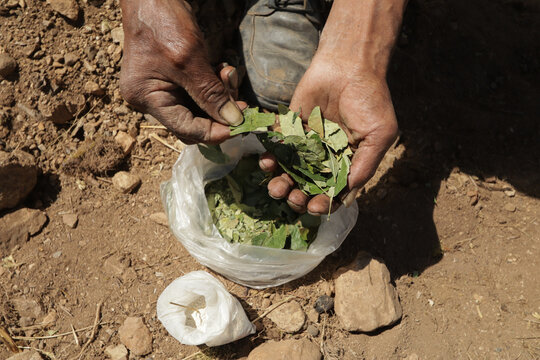 Photos of hands showing coca leaves in the Andes of Peru. Concept of traditions, culture and food.