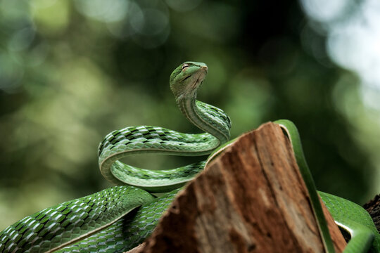 snake in the grass