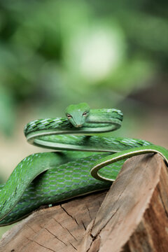 green snake on the tree