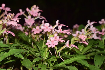 pink flowers blooming in clusters