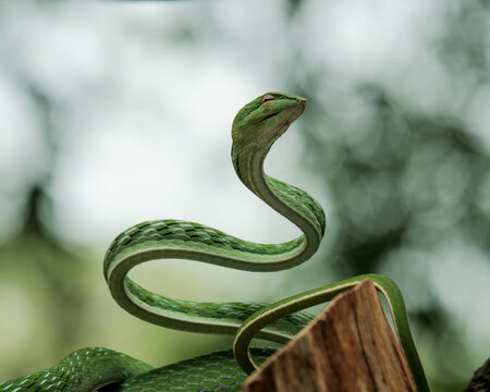 green snake on a tree