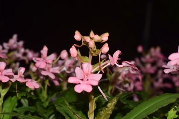 pink flowers blooming in clusters
