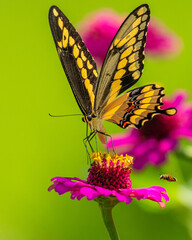 Giant Swallowtail Butterfly on Zinnia Flower