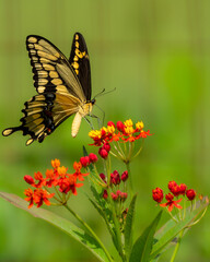 Giant Swallowtail Butterfly on flower