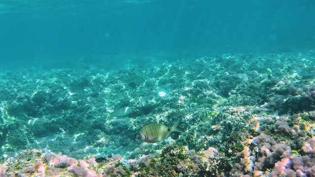 Snorkel en Benicasim