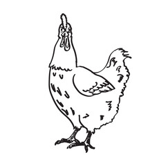 Ręcznie rysowana wesoła kura. - obrazy, fototapety, plakaty