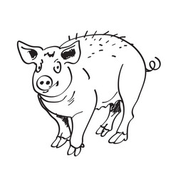 Ręcznie rysowana wesoła świnia - 638901131
