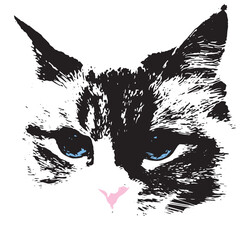 Portret kota rasy Syberyjskiej - obrazy, fototapety, plakaty