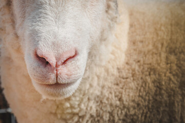 Closeup of nose of white sheep (Ovis Aries). Rare breed Dorset Horn Sheep at Eglwysbach Country...