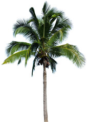 coconut trees on white background