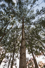 Fototapeta premium Arbre vu d'en bas