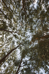 Fototapeta premium Arbre vu d'en bas