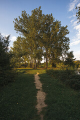Chemin menant à une plaine d'arbre