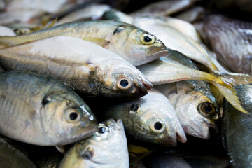 Fish in a street food stall in the city of Bangkok in Thailand.