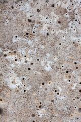 Texture of seaside stone