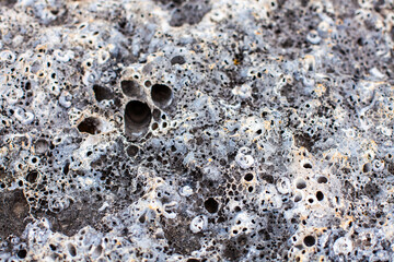 Texture of seaside stone with little pores - closeup