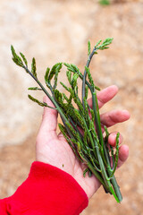 Handful of wild asparagus