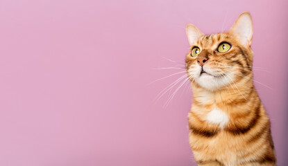 Funny Bengal cat on the background of a purple wall.