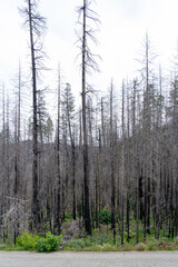 Burned dead trees after forest fire in Northern California.