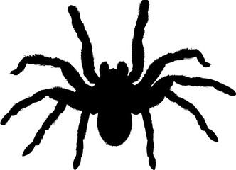 Black Tarantula icon