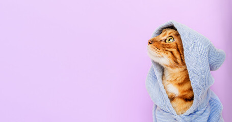 Red cat in a hood on a purple background.