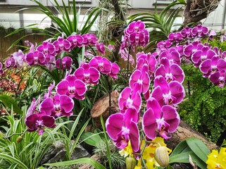 The genus Doritaenopsis is closely related to Phalaenopsis. It is a cross between Doritis x...