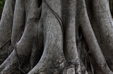 texture banyan or ficus for background