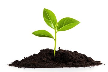 Young green plant sprout and pile of fertile soil isolated on white background. New life concept. Seedling growing in heap of ground.