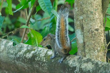 squirrel