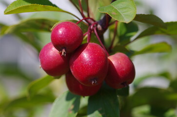 A branch of crab apple tree with bunch of fruits