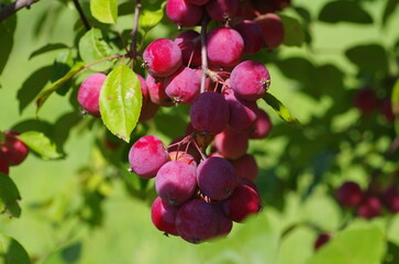 A branch of crab apple tree with bunch of fruits