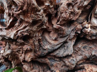 Dried root creations for decoration