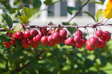 A branch of crab apple tree with bunch of fruits