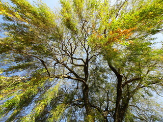 Upward image of a willow tree