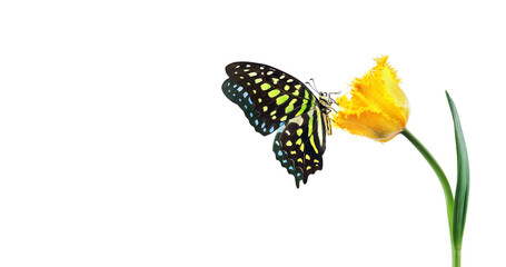 Colorful spotted tropical butterfly on yellow tulip flower in water drops isolated on white. Copy...