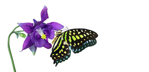 Delphinium flower and butterfly. Bright spotted tropical butterfly on colorful purple flowers in...