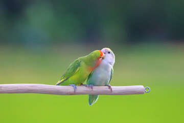 Cute and colorful of Lovebird on green nature background.	