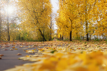 Naklejka na ściany i meble Autumn landscape in an autumn, city park