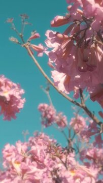 Vertical video of a blossomed pink lapacho and a clear blue sky.