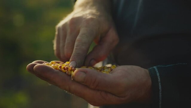An agronomist farmer holds corn grain examining the grain for suitability for planting. Examines the seeds of corn makes decision to sow corn in the prepared soil. grain of corn in the hands of farmer