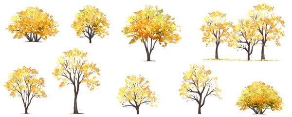 Vector watercolor of blooming tree side view isolated on white background for landscape and architecture drawing, elements for environment and garden,botanical elements ,bloomingAnd flowers in autumn 