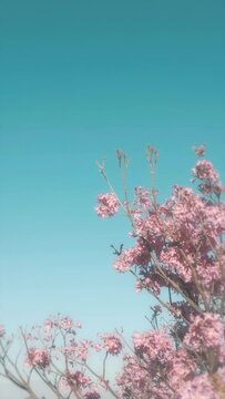 Vertical video of a blossomed pink lapacho and a clear blue sky.