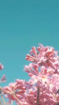 Vertical video of a blossomed pink lapacho and a clear blue sky.