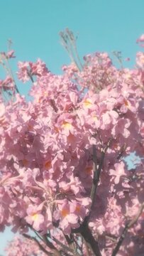 Vertical video of a blossomed pink lapacho and a clear blue sky.