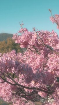Vertical video of a blossomed pink lapacho and a clear blue sky.