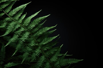 Fototapeta na wymiar Fern leaves on a dark background